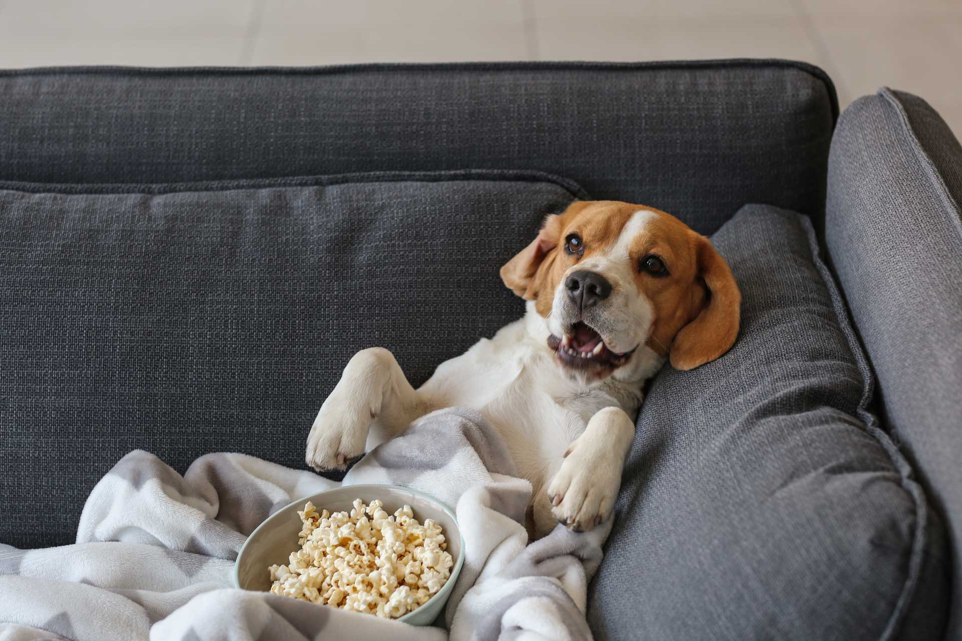 Hund liegt auf einer Couch mit einer Schale Popcorn