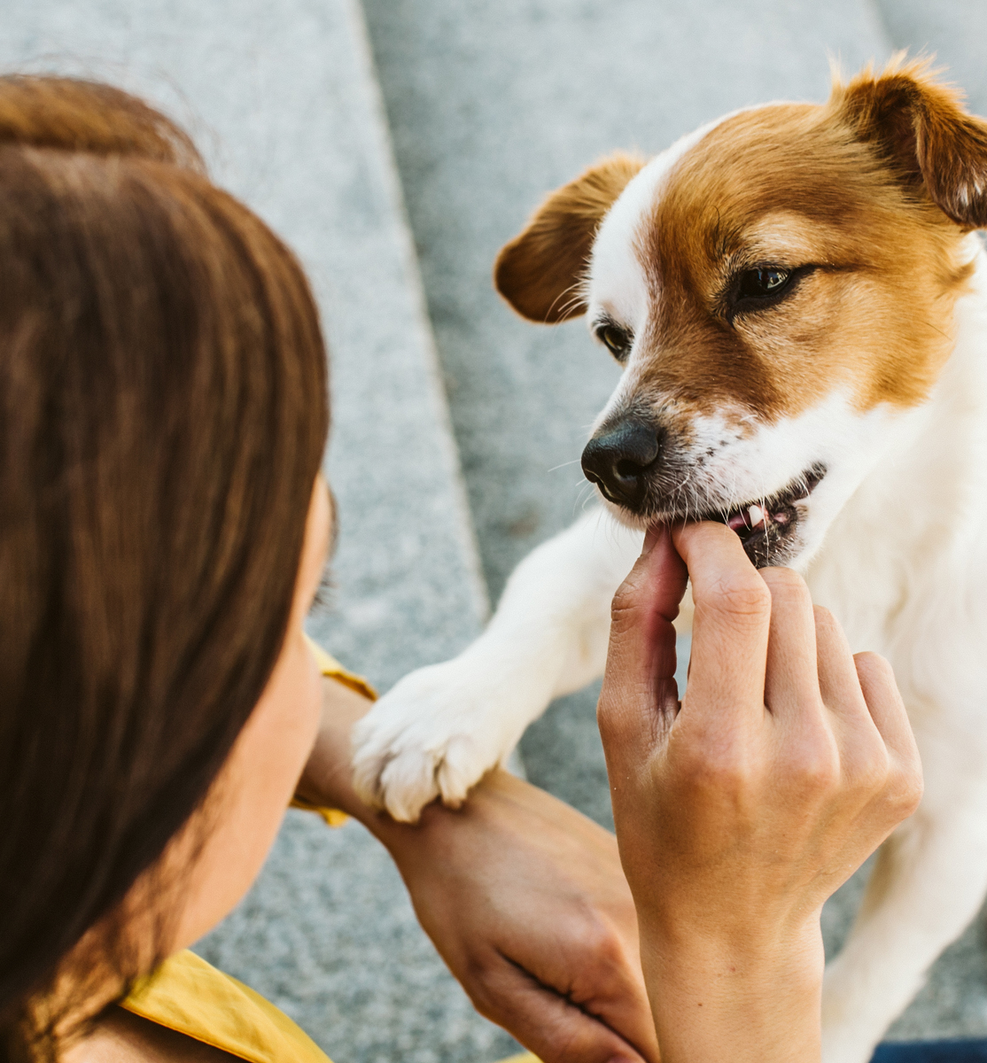 Frauchen gibt ihrem Hund ein Leckerli