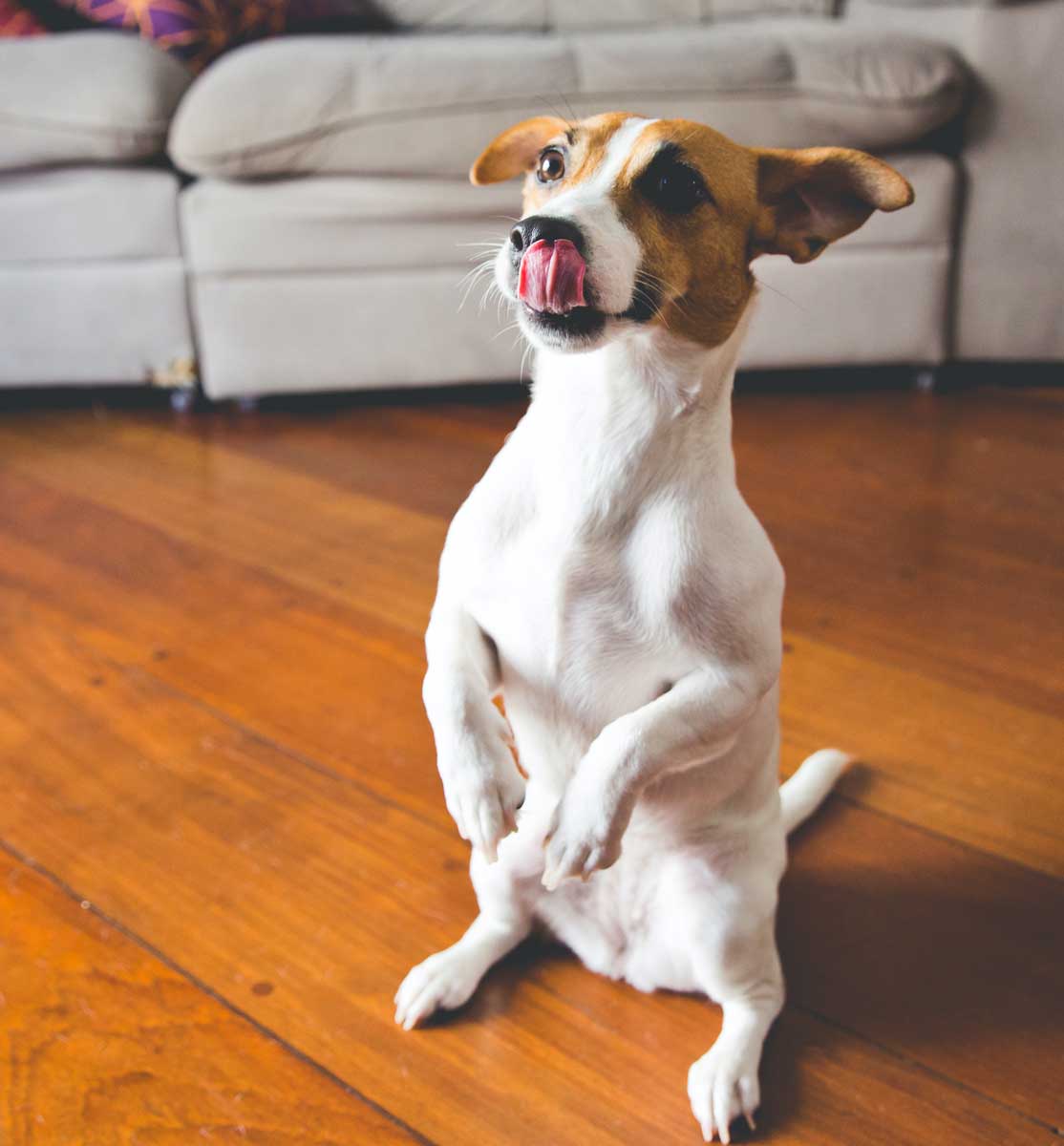 Jack Russel macht Männchen im Wohnzimmer