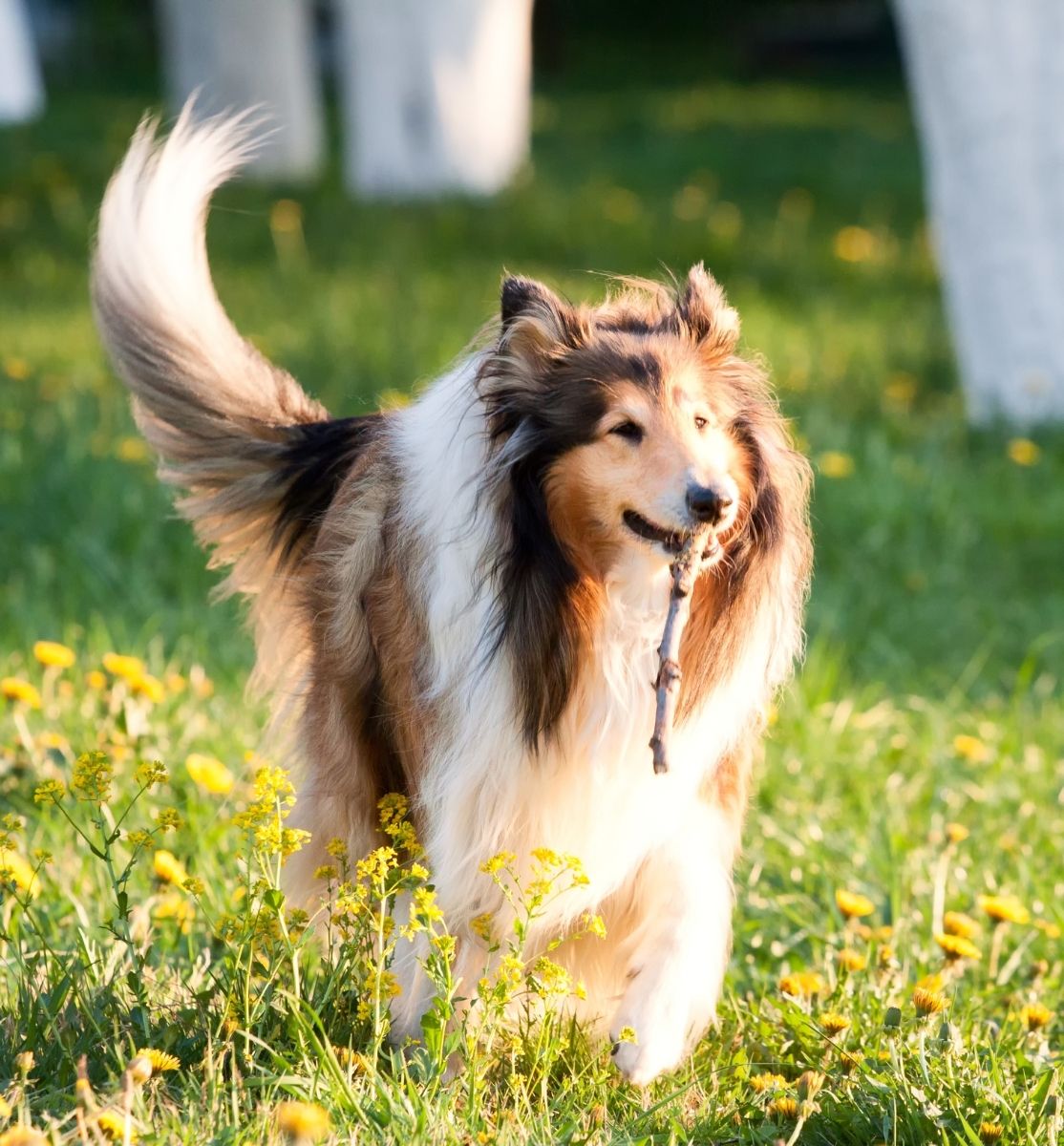 Hund holt ein Stöckchen