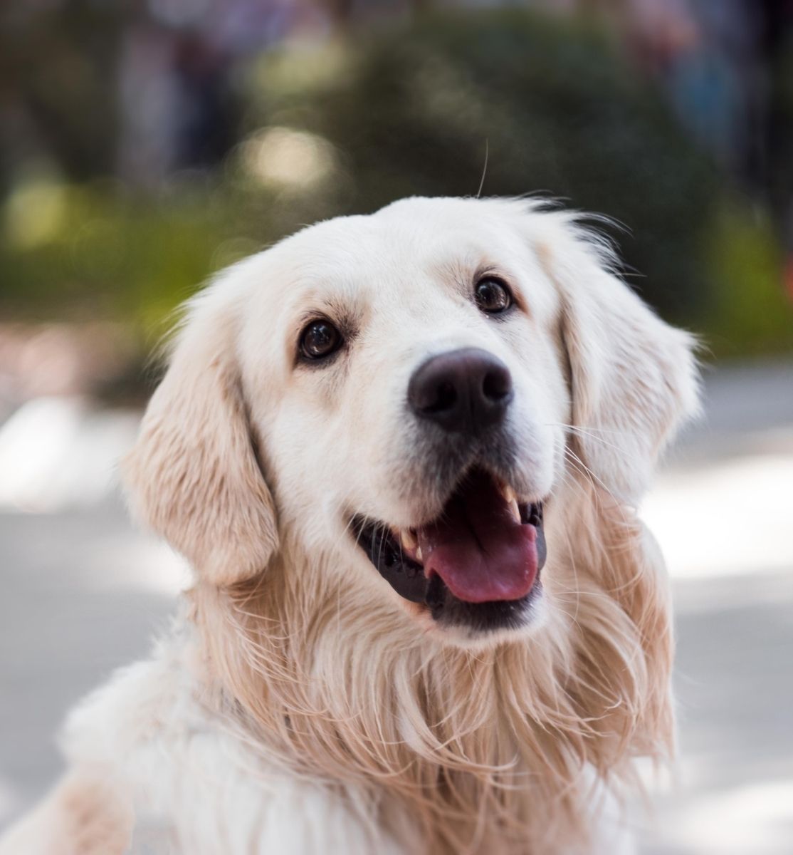 Golden Retriver schaut in die Kamera