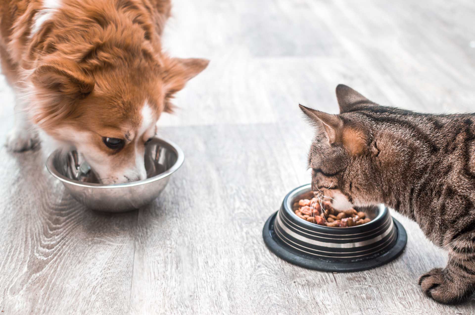 Hund und Katze fressen gemeinsam